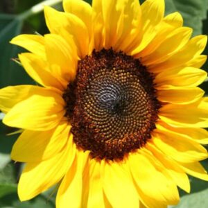 Sunflower Seed Packet