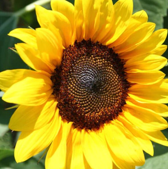brilliance sunflower Sunflower Seed Packet